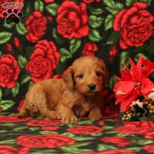 Comet, Mini Goldendoodle Puppy